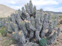 Eulychnia breviflora