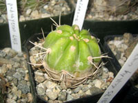 Echinopsis caineana