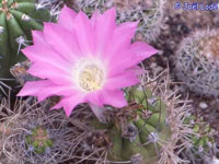 Echinopsis caineana