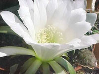 Echinopsis callichroma