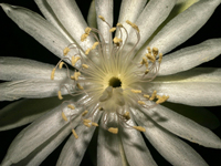 Epiphyllum cartagense