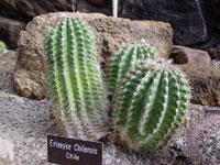 Eriosyce chilensis