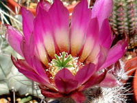 Echinocereus chisoensis