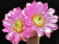 Echinocereus chisoensis