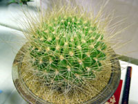 Echinopsis chrysochete