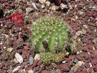 Echinopsis cinnabarina