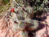 Echinocereus coccineus