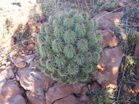 Echinocereus coccineus