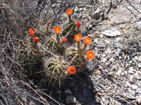 Echinocereus coccineus