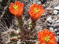 Echinocereus coccineus