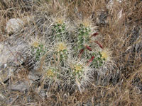 Echinocereus mojavensis