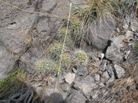 Echinocereus mojavensis