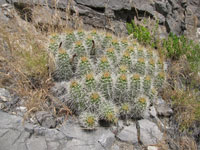 Echinocereus mojavensis