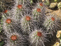 Echinocereus coccineus