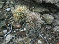 Echinocereus coccineus