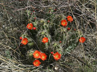 Echinocereus coccineus