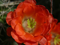 Echinocereus coccineus