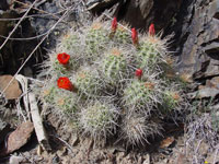 Echinocereus mojavensis