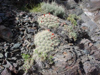 Echinocereus mojavensis