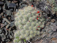 Echinocereus mojavensis