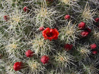 Echinocereus mojavensis