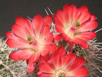 Echinocereus coccineus