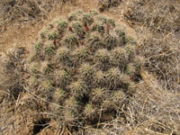 Echinocereus coccineus