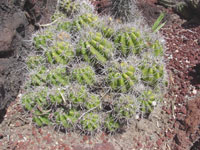 Echinopsis comarapana