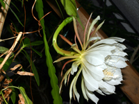 Epiphyllum costaricense