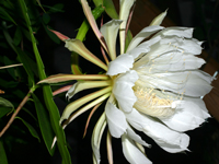 Epiphyllum costaricense