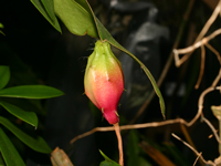 Epiphyllum costaricense