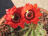 Echinopsis crassicaulis