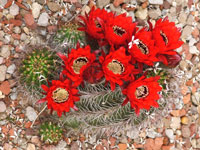 Echinopsis crassicaulis