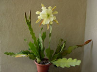 Epiphyllum crenatum