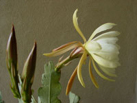 Epiphyllum crenatum