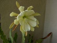 Epiphyllum crenatum