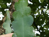 Epiphyllum crenatum