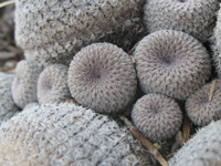 Epithelantha cryptica