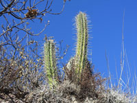 Echinopsis cuzcoensis