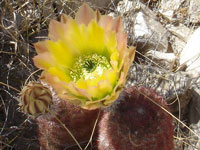 Echinocereus dasyacanthus