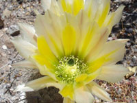 Echinocereus dasyacanthus