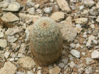 Echinocereus dasyacanthus