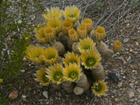 Echinocereus dasyacanthus