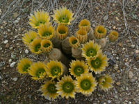 Echinocereus dasyacanthus