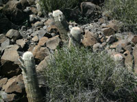 Echinocereus dasyacanthus