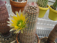 Echinocereus dasyacanthus