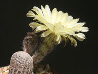 Echinopsis densispina