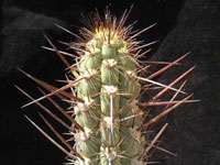 Echinopsis deserticola