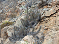 Echinopsis deserticola