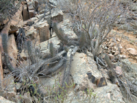 Echinopsis deserticola